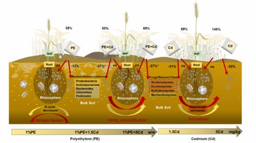 sel research 微塑料和鎘對小麥根際土壤微生物群落和功能類群影響的協(xié)同效應(yīng)