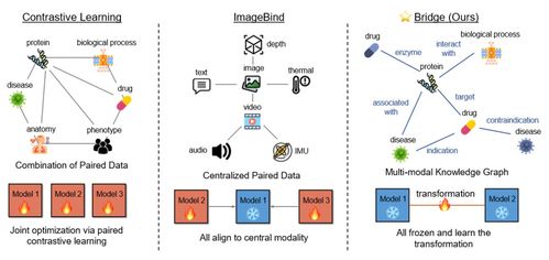 iclr 2024 uiuc等提出biobridge 用知識圖譜構建多模態(tài)生物醫(yī)學基礎模型